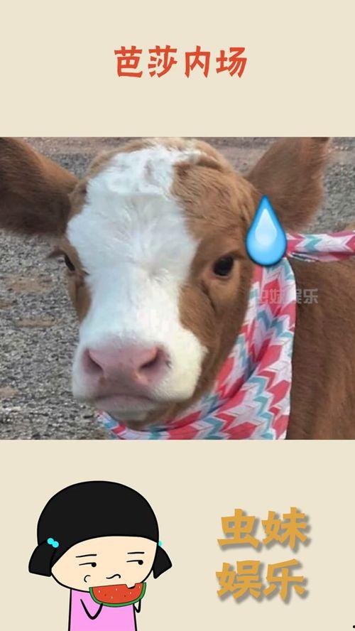 娱乐吃瓜酱雪貂